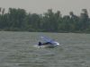 2010_FLOAT_FLY_070.jpg